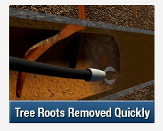 Tree Root Intrusions Jannali